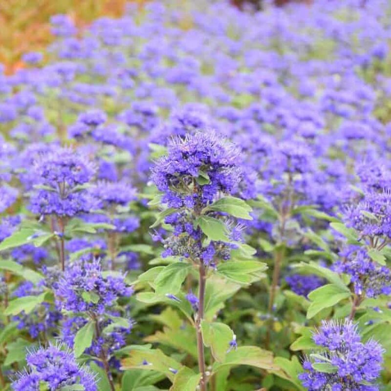 Caryopteris × clandonensis Grand Bleu ('Inoveris'PBR) 30-40 cm